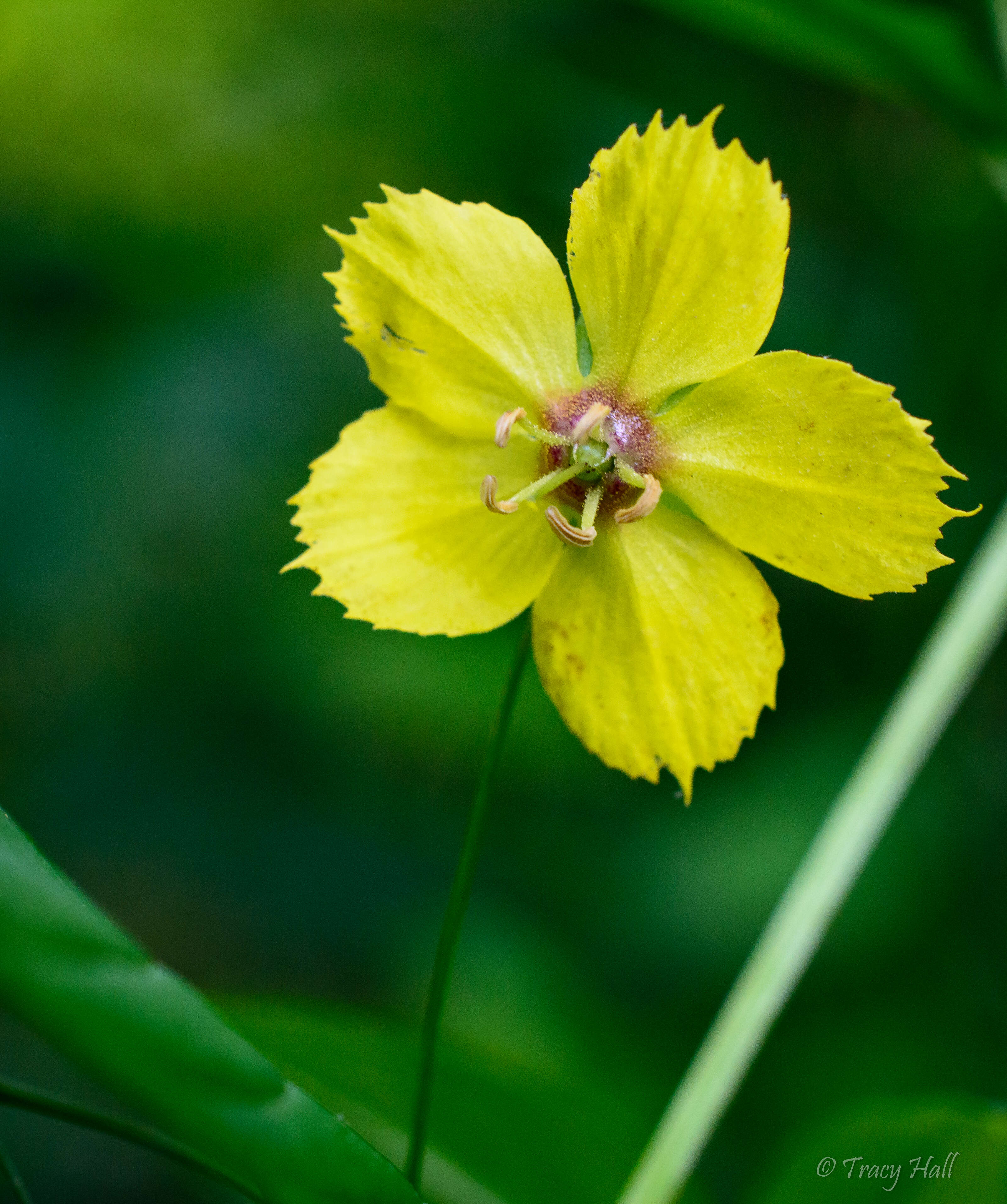 Image of fringed loosestrife