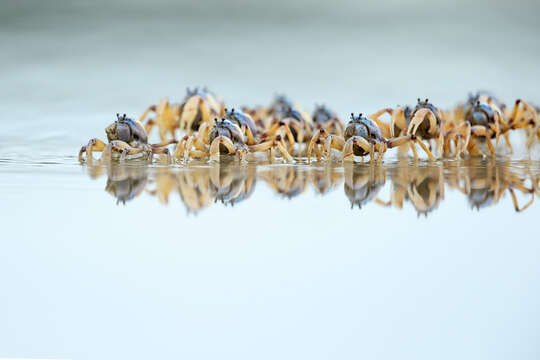 Image of Light-blue Soldier Crab