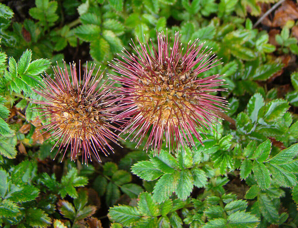 Imagem de Acaena ovalifolia Ruiz & Pav.