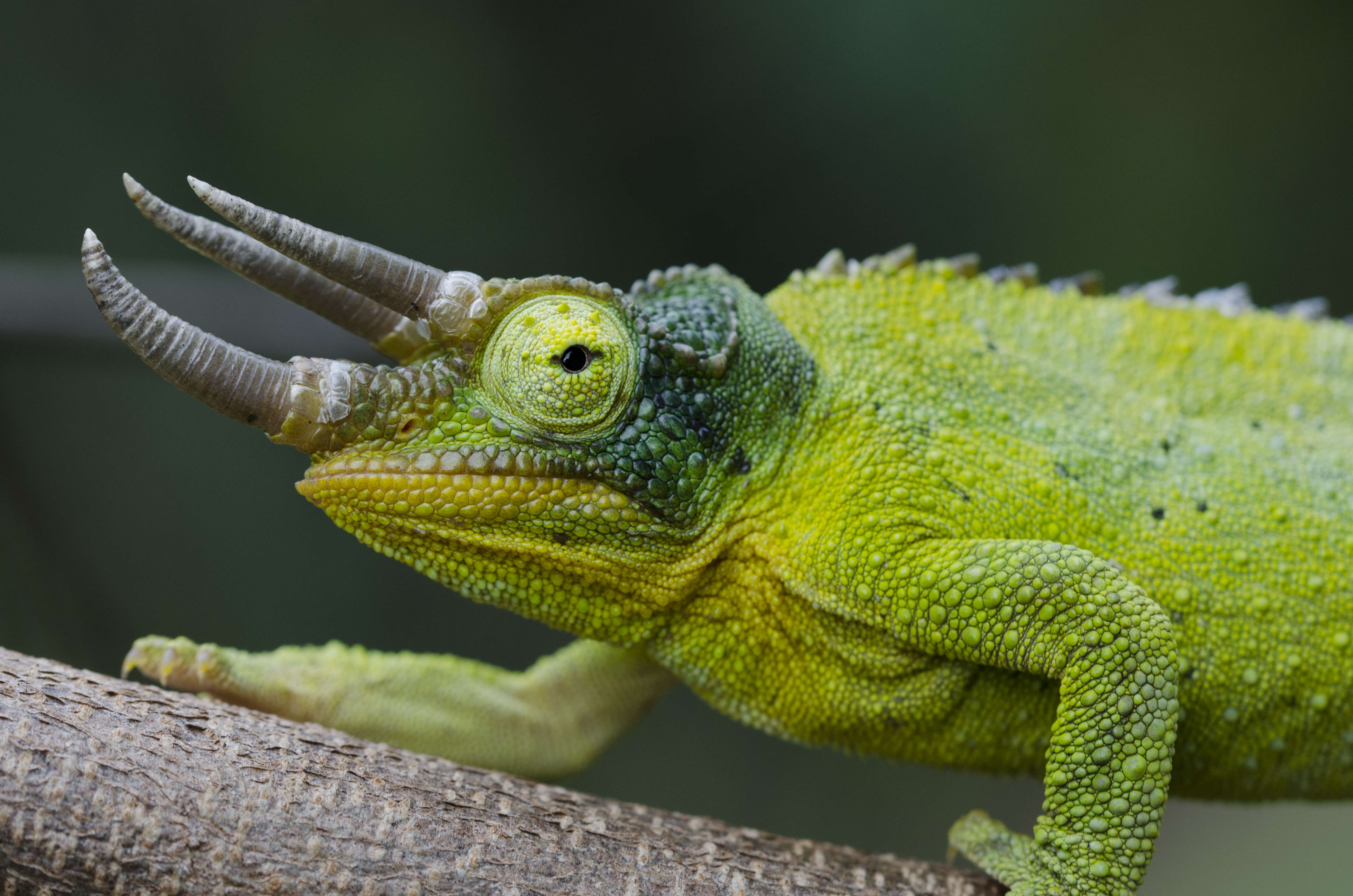 Image de Caméléon de Jackson