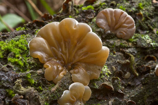 Image of Auricularia mesenterica (Dicks.) Pers. 1822