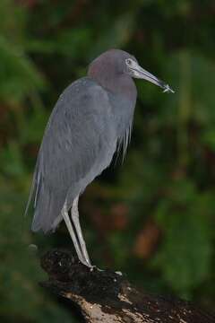 Image of Little Blue Heron