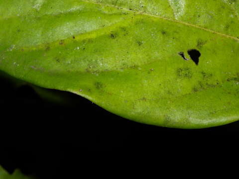 Image of Tetrapterys tinifolia Triana & Planch.