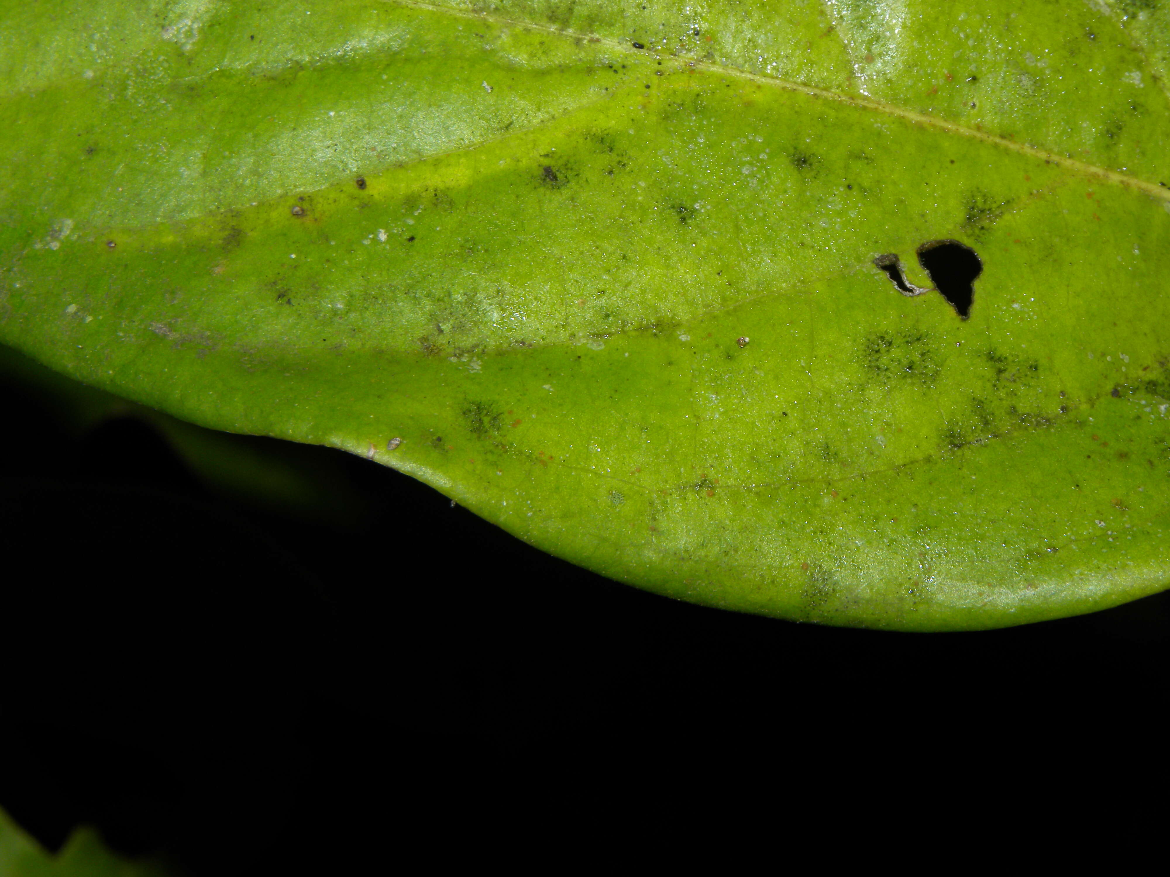 Image of Tetrapterys tinifolia Triana & Planch.