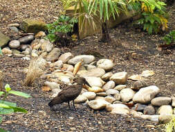 Image of hamerkop