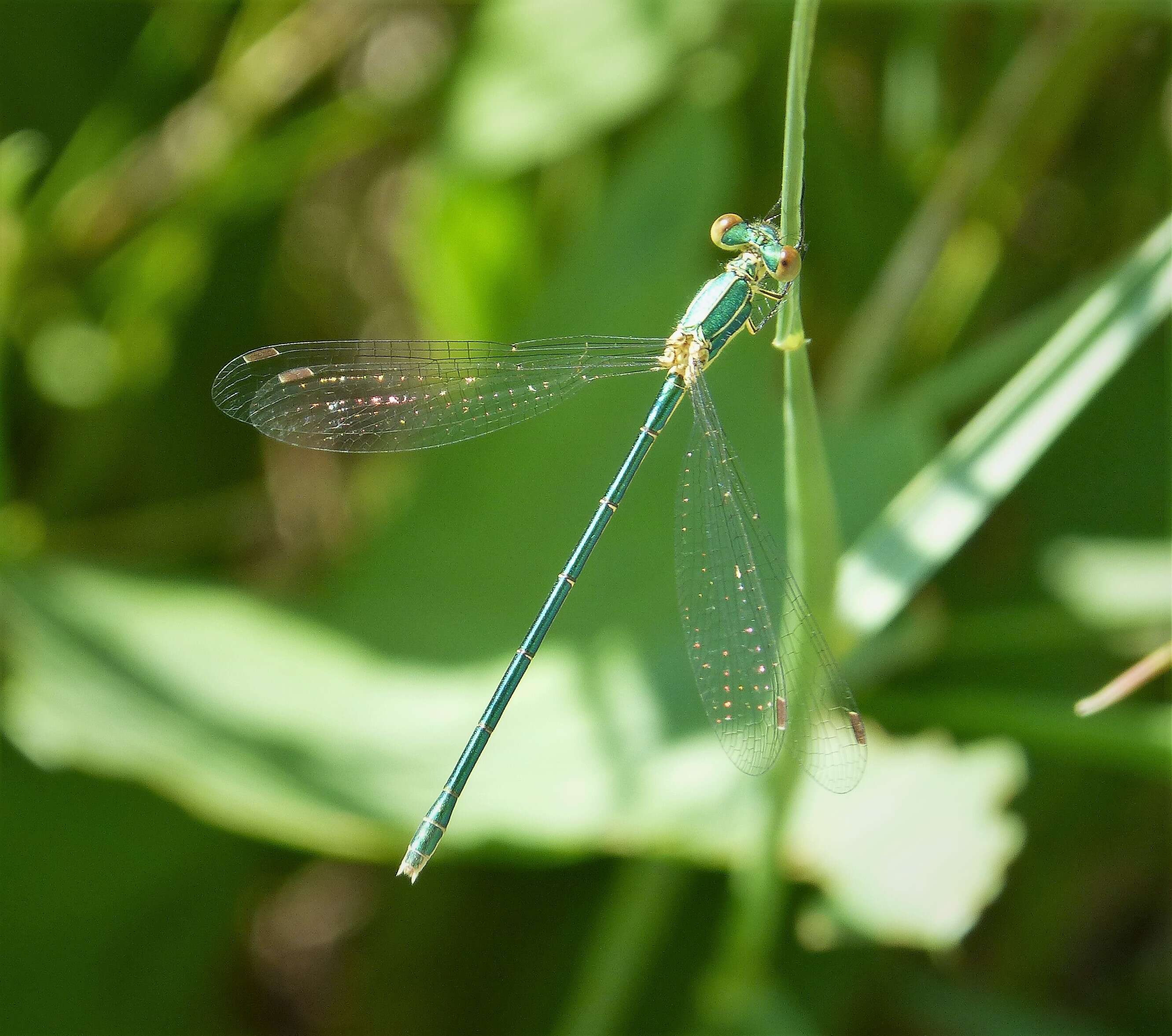Image of Migrant Spreadwing