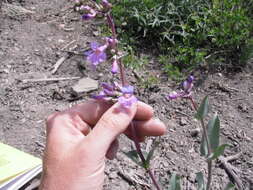 Image of Osterhout's beardtongue