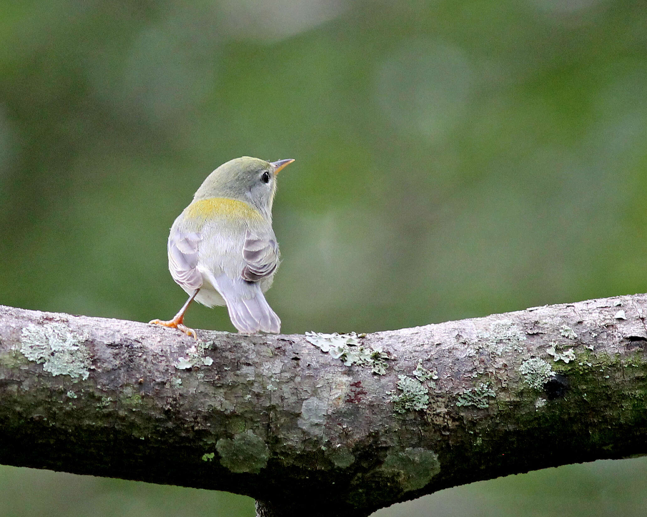 Image of Setophaga Swainson 1827