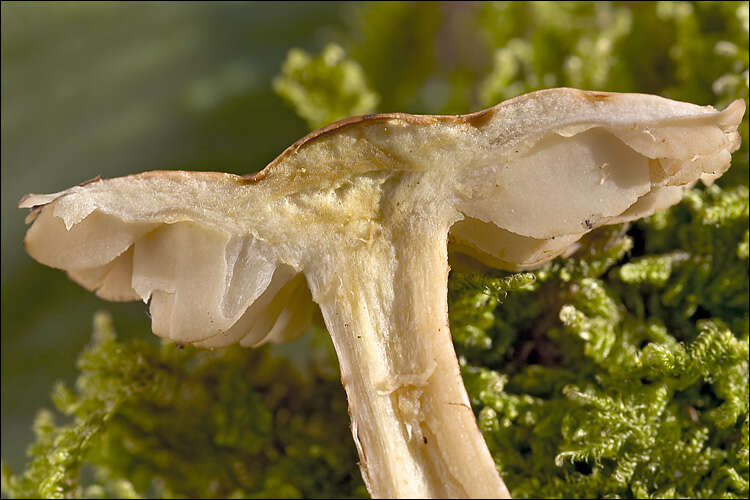 Image of Gas agaric