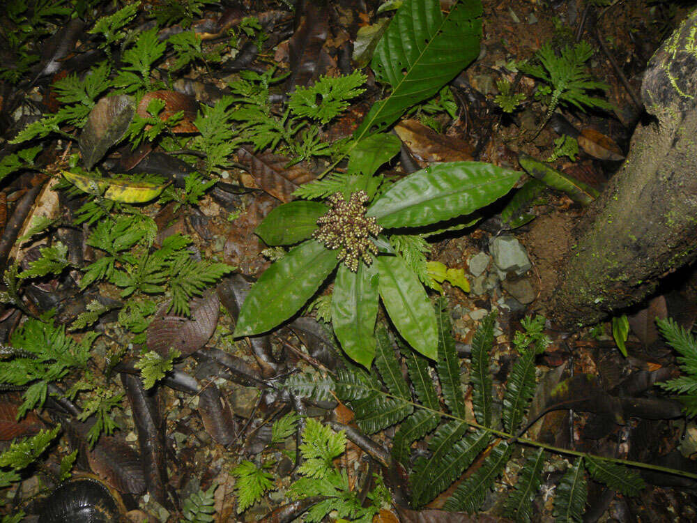 Слика од Floscopa robusta (Seub.) C. B. Clarke