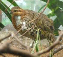 Image of Bamboo-partridges