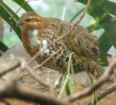 Image of Mountain Bamboo Partridge