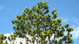 Image of Vochysia lucida C. Presl