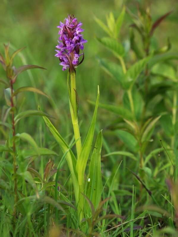 Dactylorhiza incarnata subsp. incarnata resmi