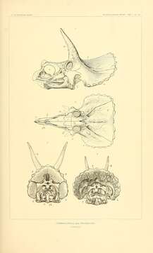 Image of Ceratopsidae