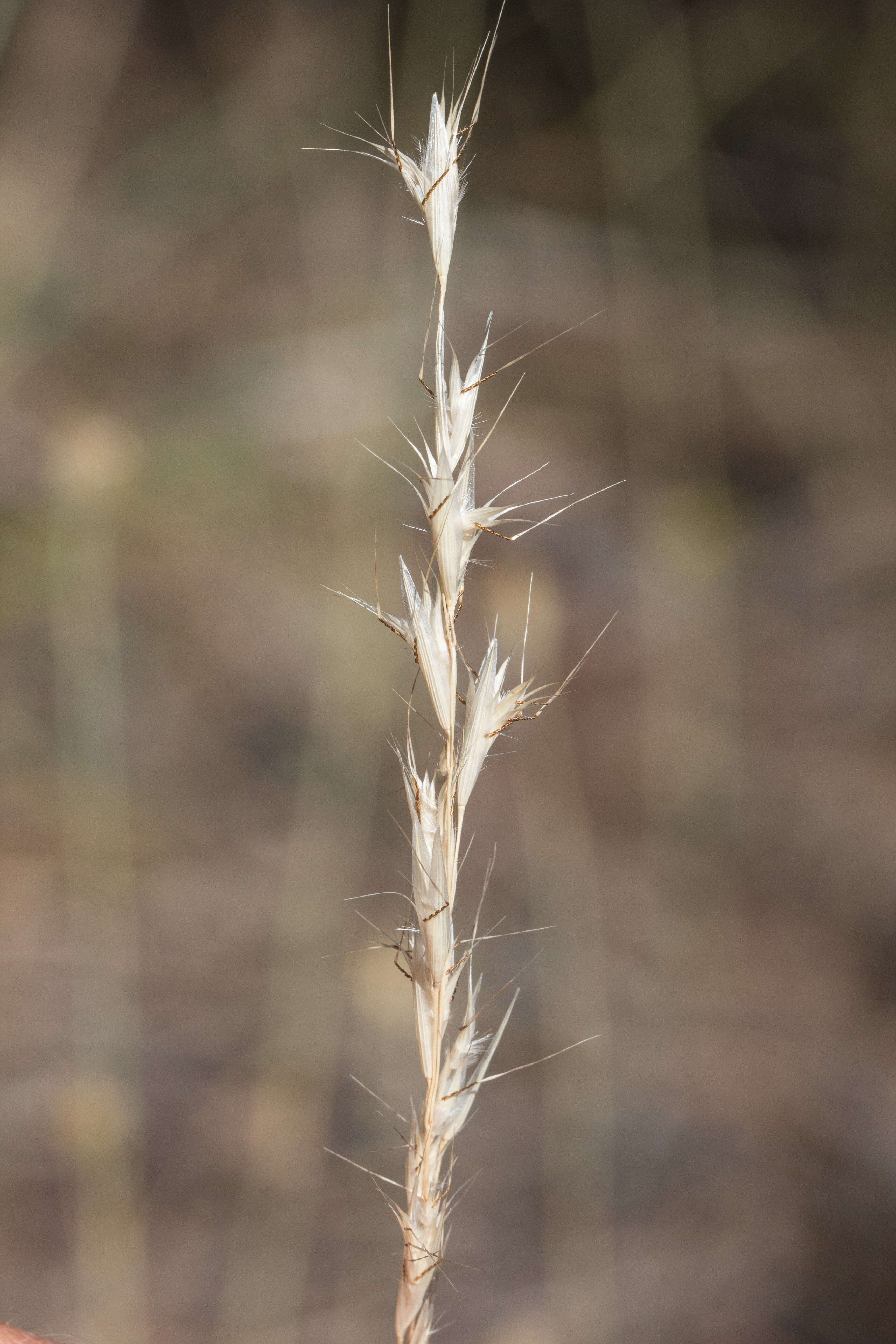 Image of Grass