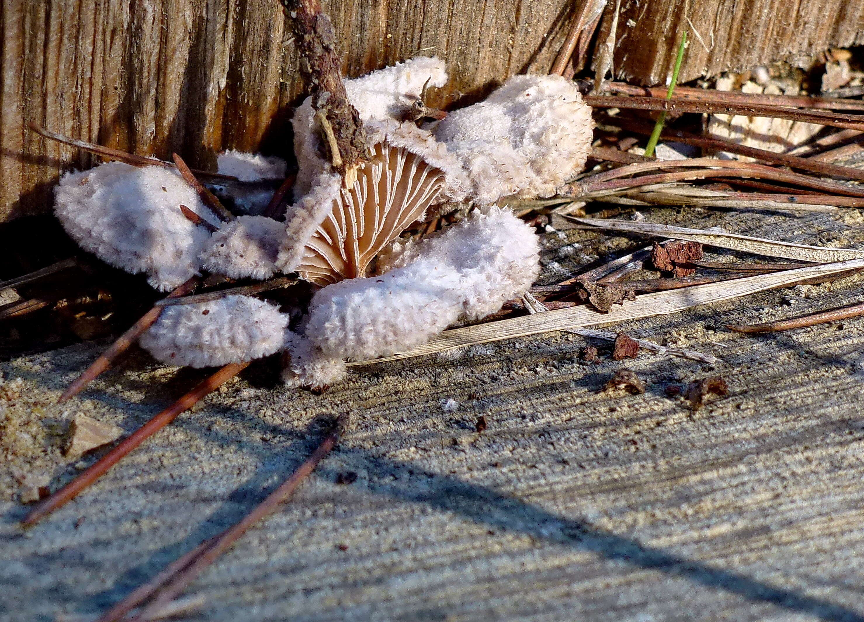 Image of Schizophyllaceae