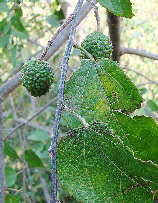 Image of guazuma