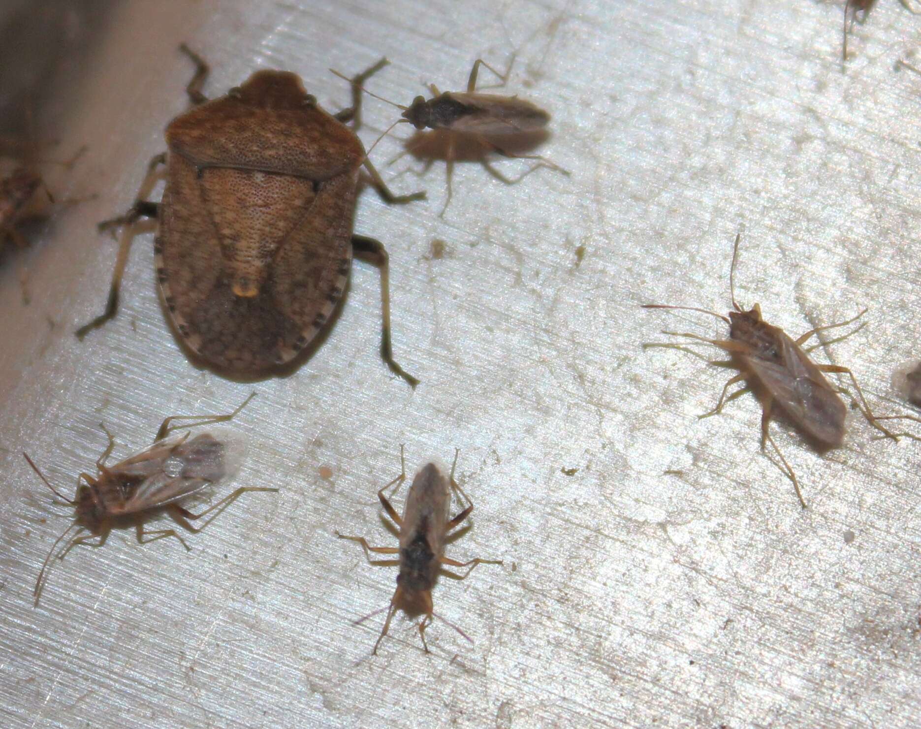 Image of False Chinch Bug