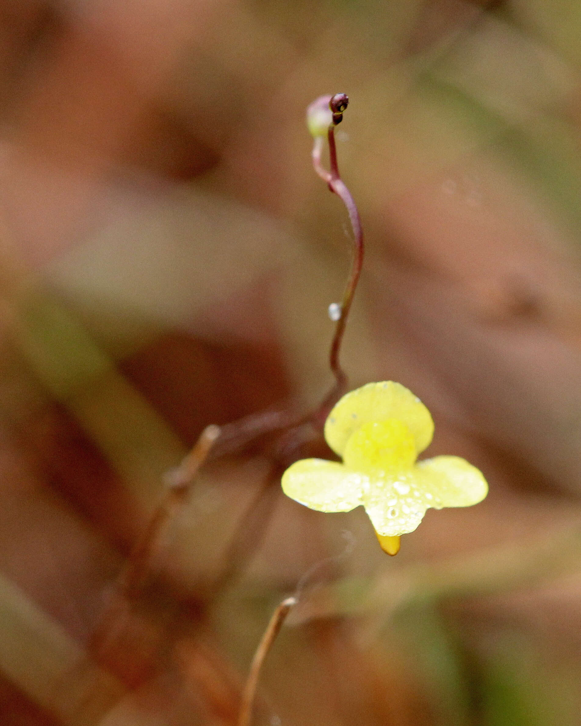 Image of Bladderworts