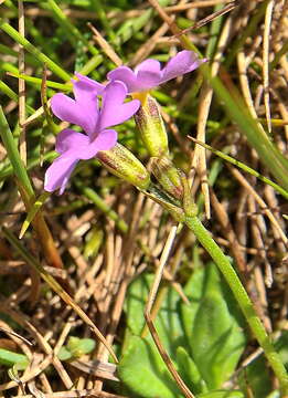 Plancia ëd Primula farinosa L.