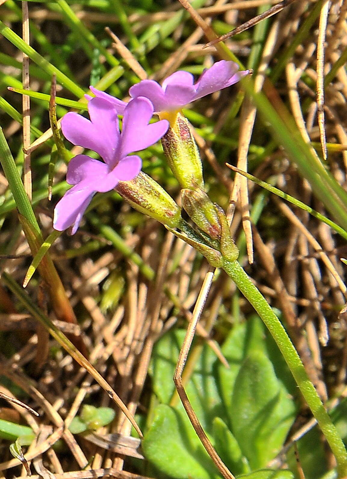 Plancia ëd Primula farinosa L.