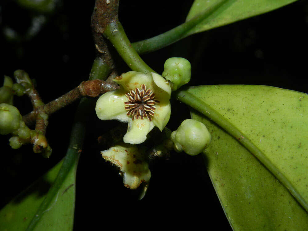 Image de Clusia amazonica Planch. & Triana