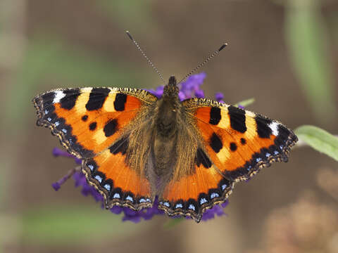 Image of Small tortoiseshell