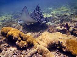 Image of Black eagle ray