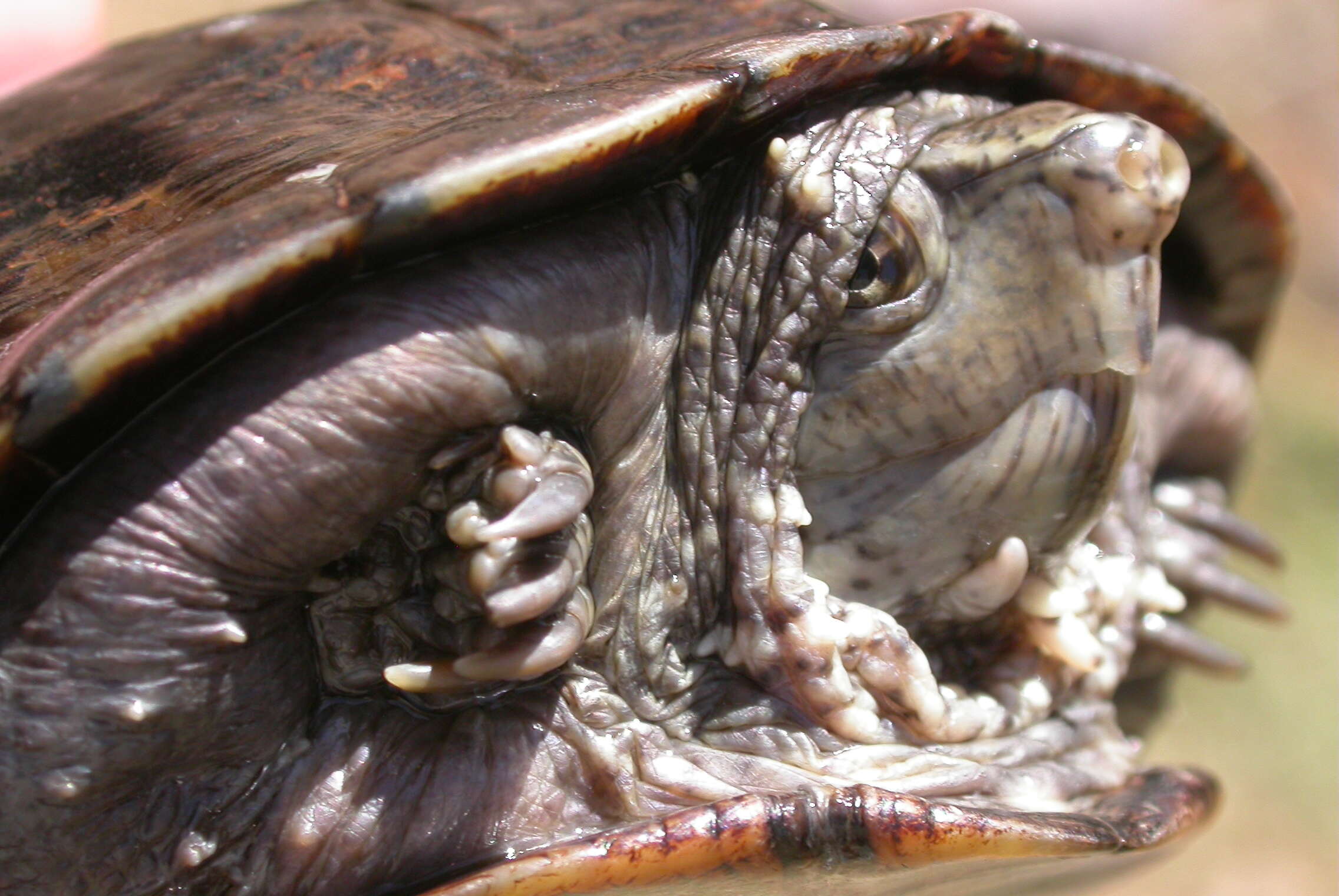 Image of mud turtles