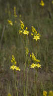 Imagem de Bulbine glauca (Raf.) E. M. Watson