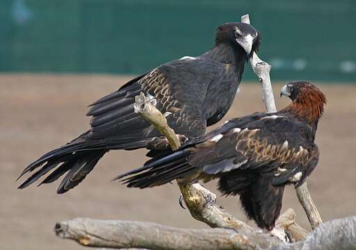 Image of Wedge-tailed Eagle