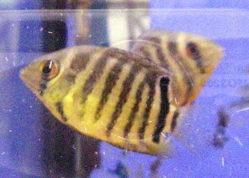 Image of Severum