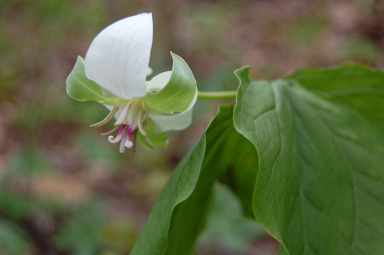 Imagem de Trillium flexipes Raf.