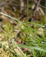 Image of Carex austrotenella K. L. Wilson