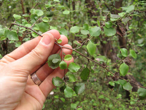 Ozothamnus glomeratus Hook. fil. resmi