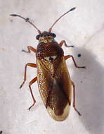 Image of Cymidae