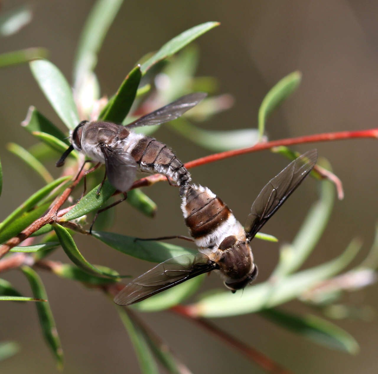 Image of Trichophthalma costalis (Westwood 1835)