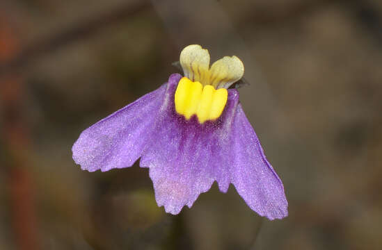 Image of Utricularia benthamii P. Taylor