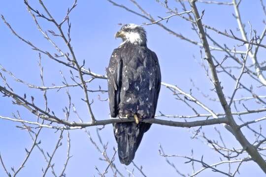 Image of Sea eagles