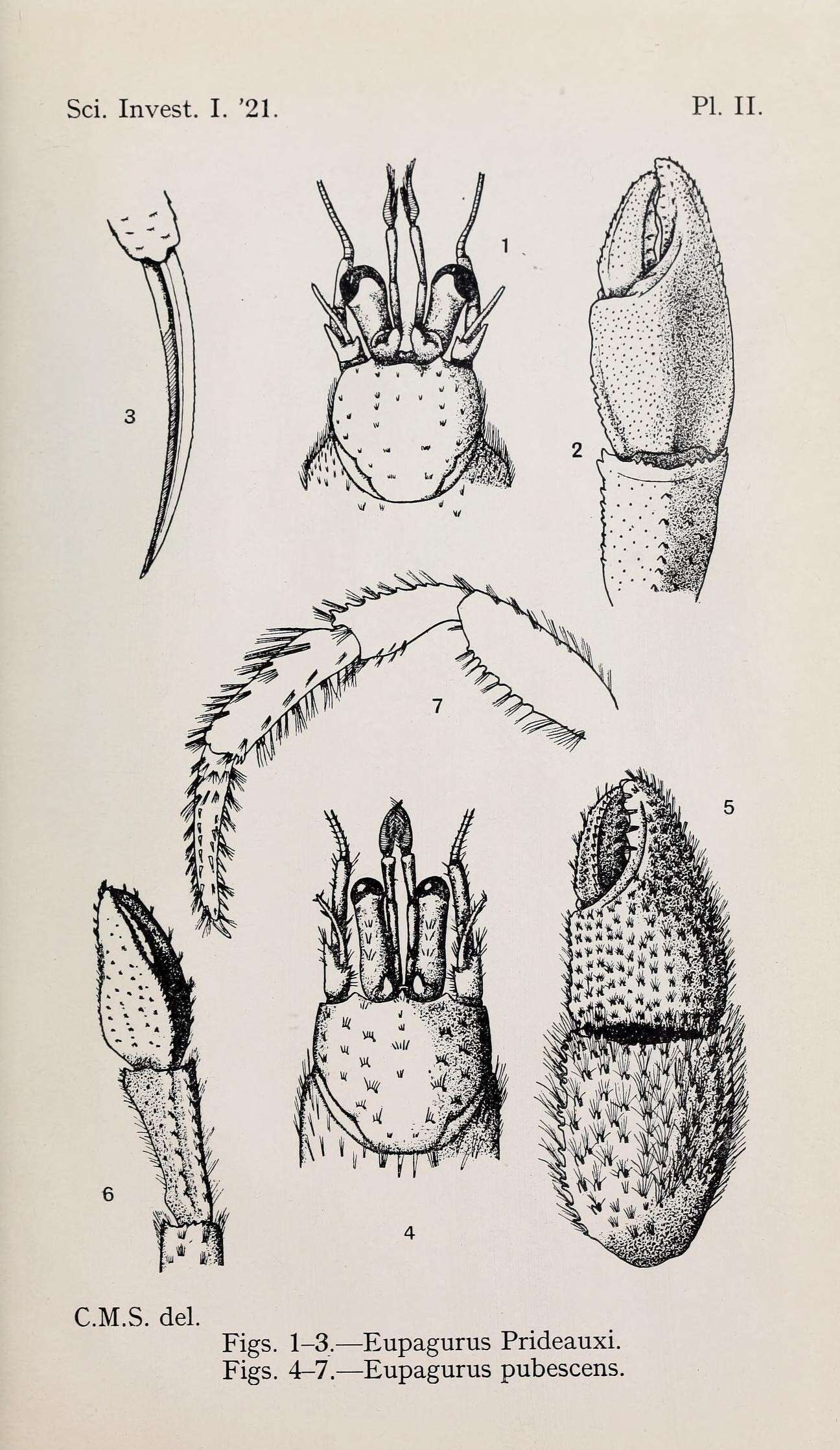 Pagurus pubescens Krøyer 1838 resmi