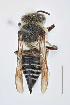 Image of Megachilini