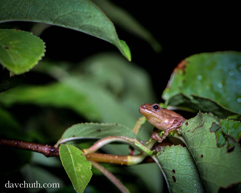 Image of Spring Peeper