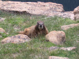 Image of Marmota subgen. Petromarmota Steppan et al. 1999