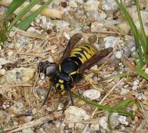 Image of Yellowjackets