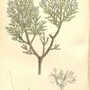 Image of cypress hebe