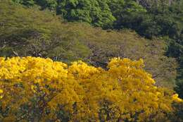 Image of Handroanthus guayacan (Seem.) S. O. Grose