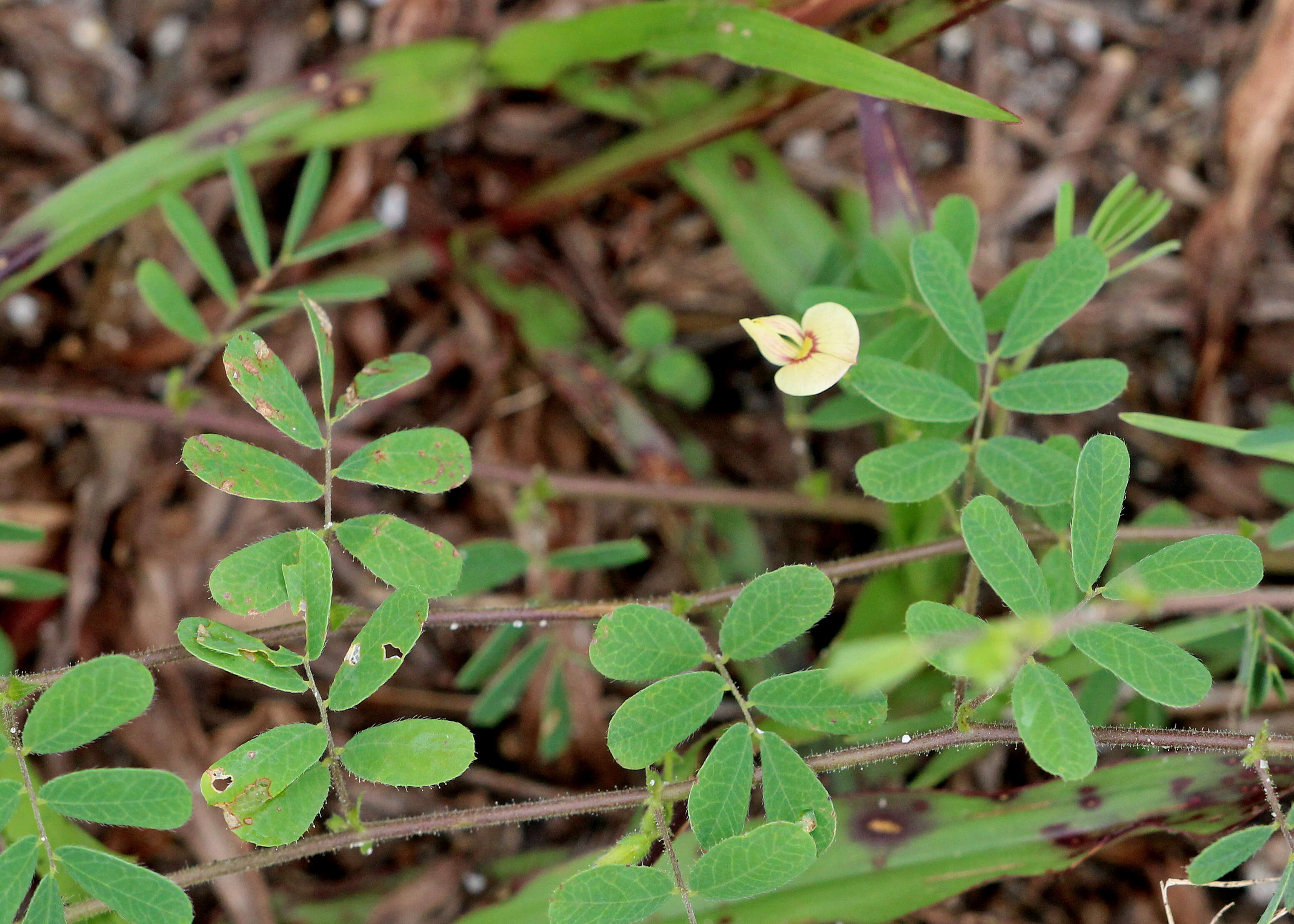 Imagem de Aeschynomene viscidula Michx.