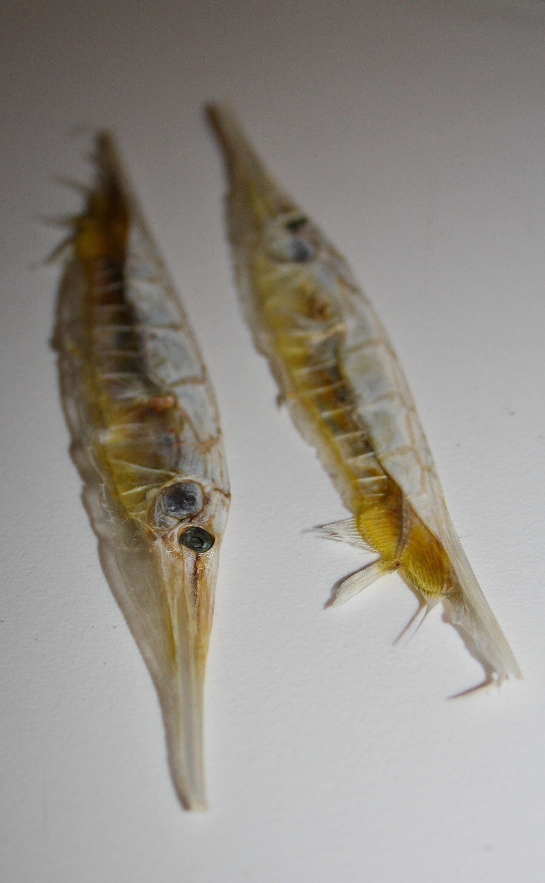 Image of snipefishes and shrimpfishes