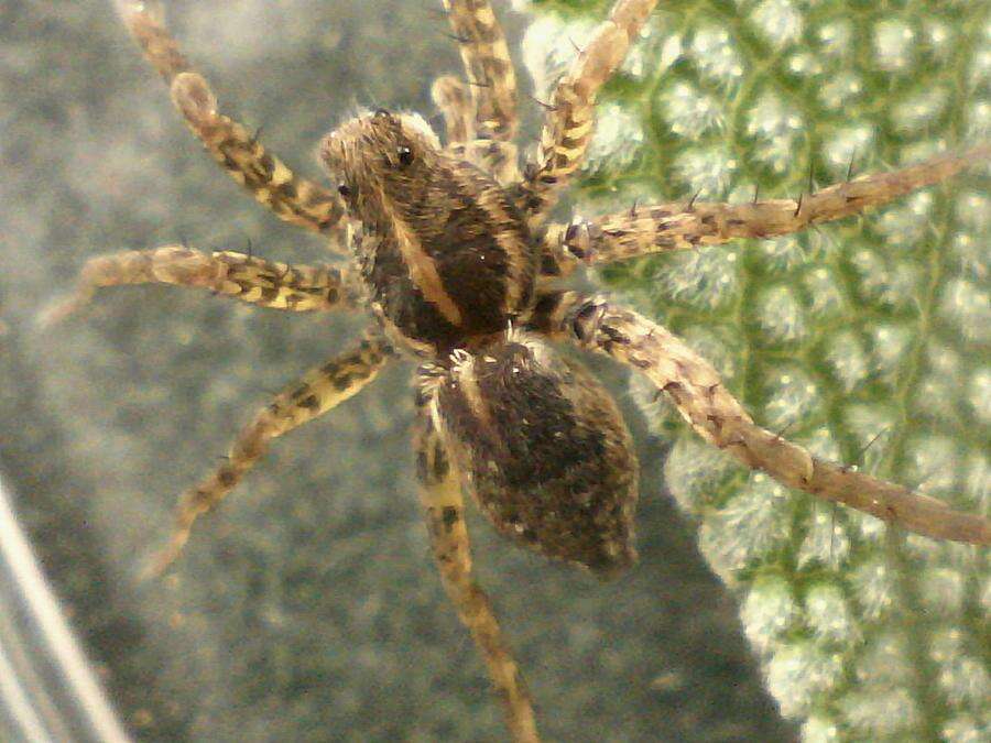 Image of wolf spiders